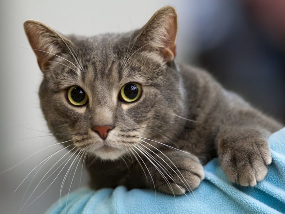 ЛУЧШИЕ кошки Кокшетау !