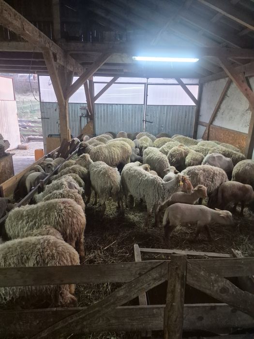 50 oi tigaie + 50 miel