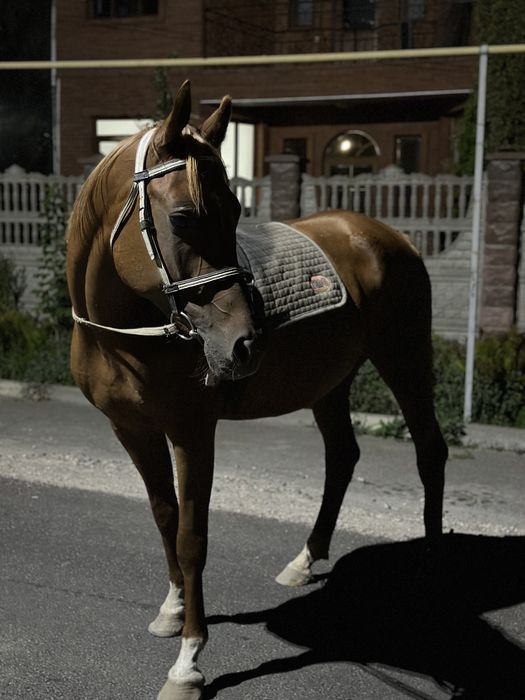 Арабская чистокровная