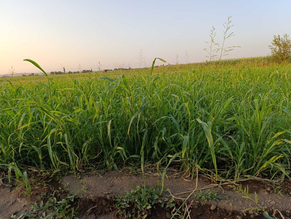 Сено,сено,сено,сено.