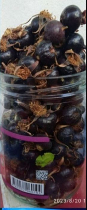 Крупный горный шиповник