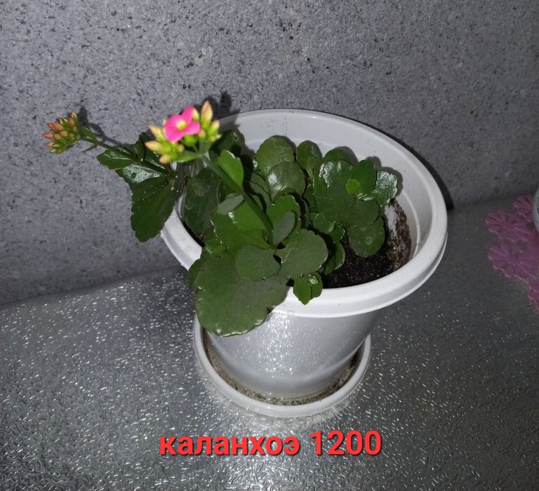 Комнатные цветы отростки