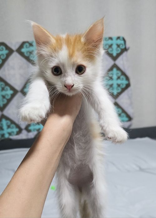 Котята ищут дом!