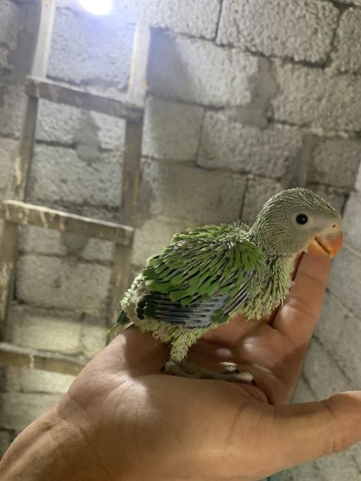 Ожереловый попугай