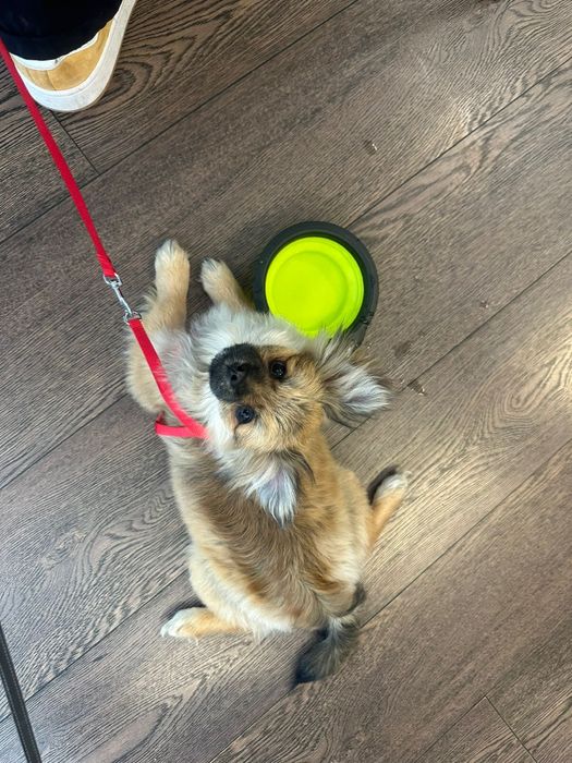 Щенок помесь Чихуа хуа со Шпицом Помчи