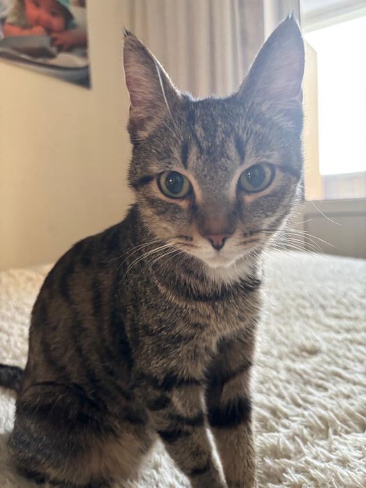 Отдам кошку в добрые руки.