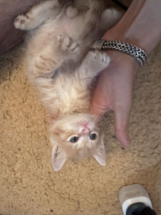 Отдам котенка в добрые руки