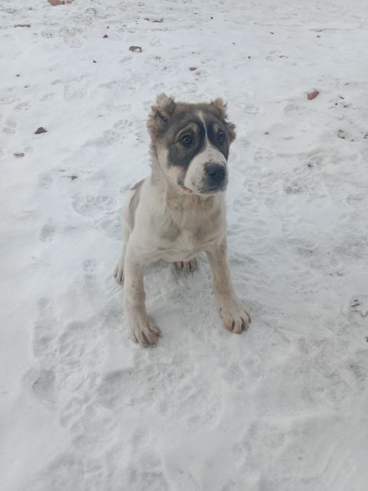 Продаю щенка алабай