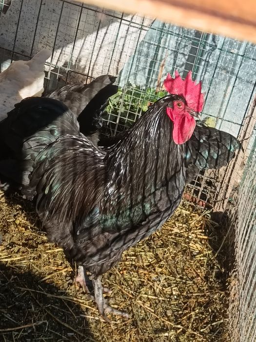 Oua pentru incubat motata olandeza ,Brakel , Austrolop și Brahma