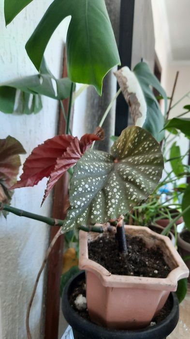 Комнатные цветы разные