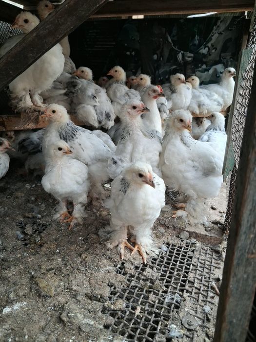 Брама балапандары сатылады