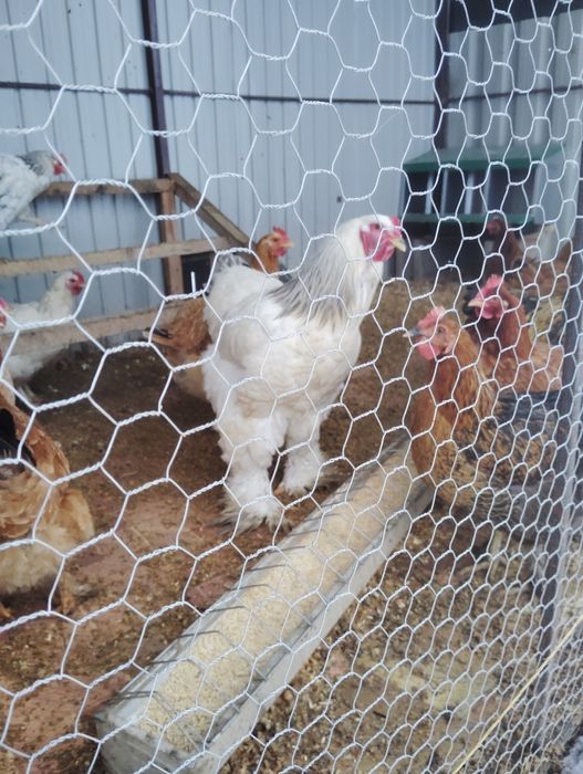 gaina brahma  talie mare