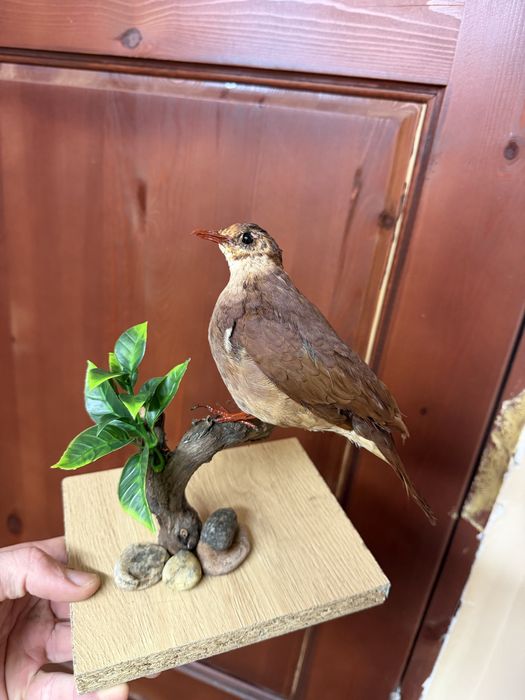 Препарирани птици