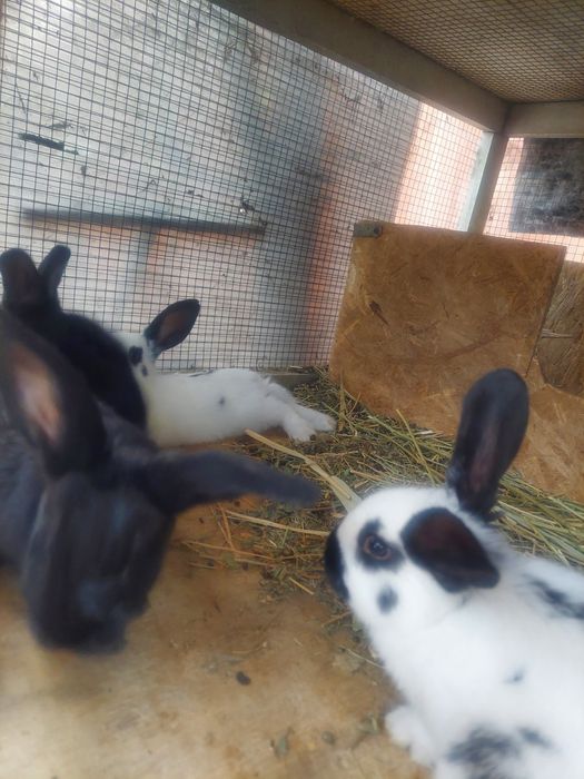 Кролики возраст  2месяцев