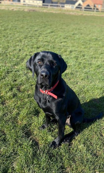 Plimbare + Dresaj câini Bucuresti