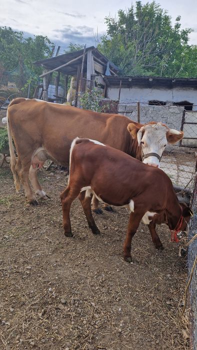 Vand vaca balțată românească gestantă