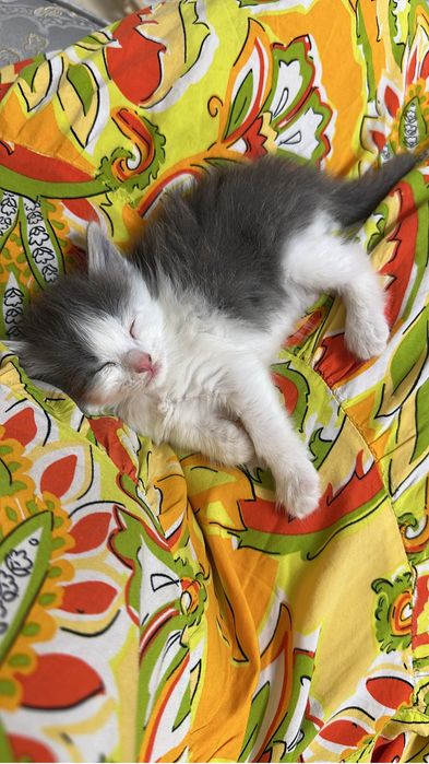 котенокка  бесплатно отдам  бесплатно.