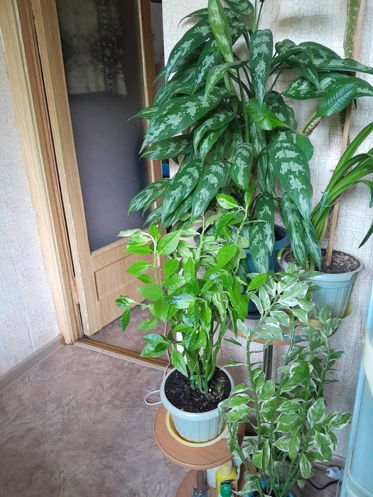 Продам цветы домашние