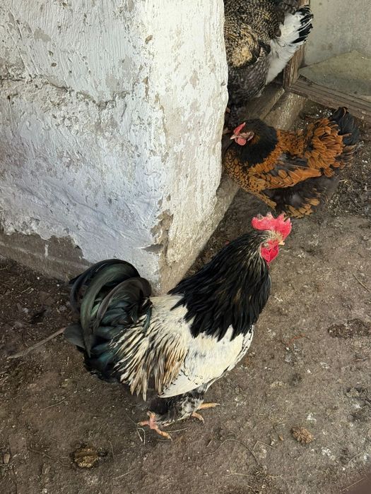 Курицы породистые