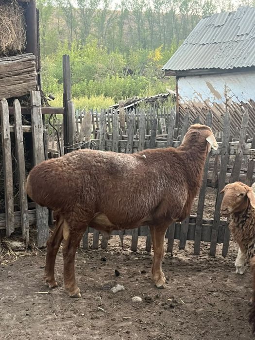 4 жасар қошқар кошкар