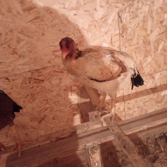 Продам яйца дакана