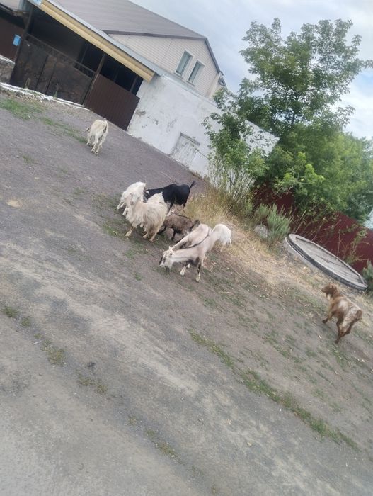 Козы,козлята продам