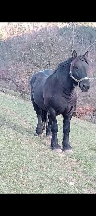De vânzare armăsar
