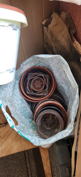 Стаканчики под рассаду цветы