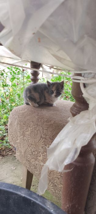 Малки котета 2 броя