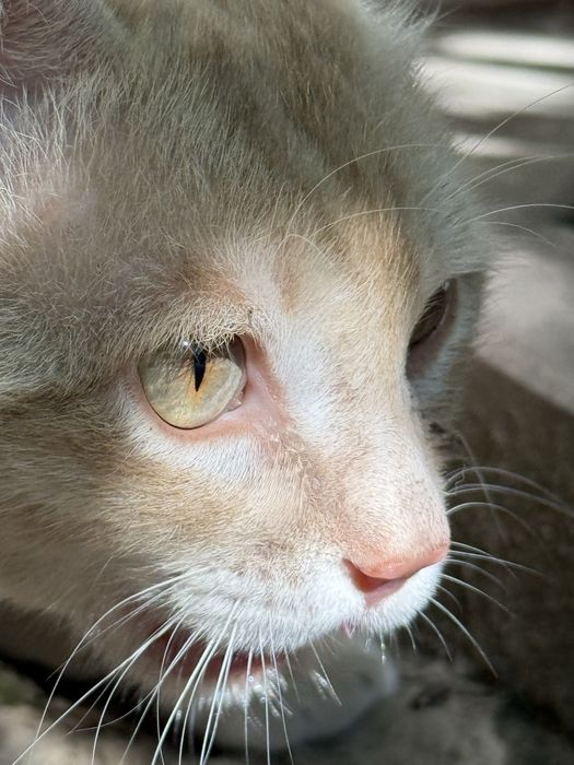 Котик в добрые руки
