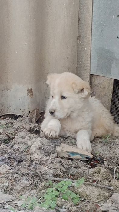 Кушиктер ургашы сатлады