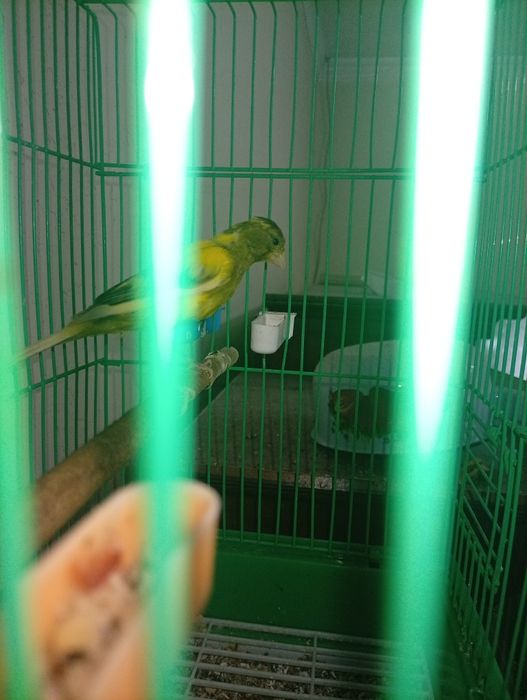 Канарейка "KANAREYKA"