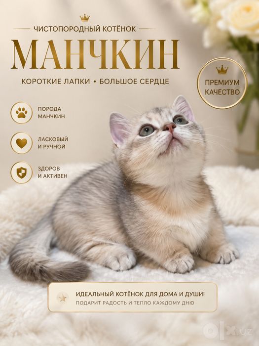 Манчкин ellit продается