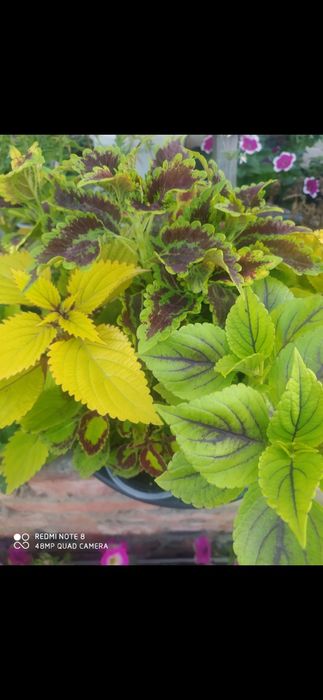 Колеусы вегетативные