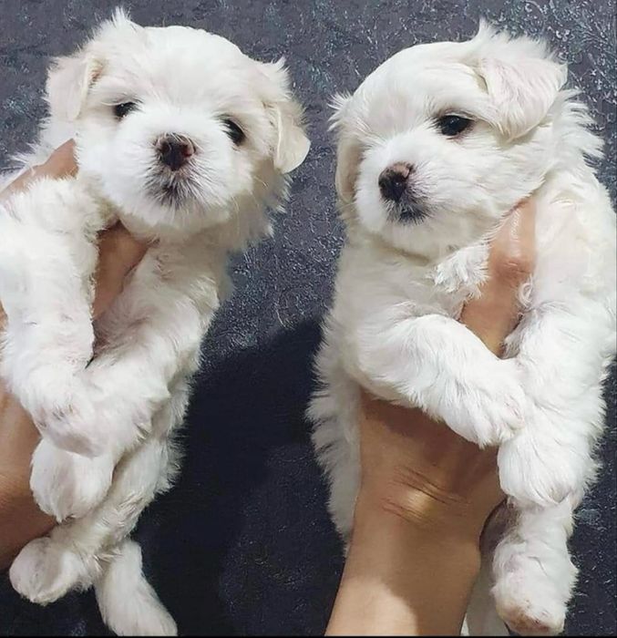 Bichon maltez …..