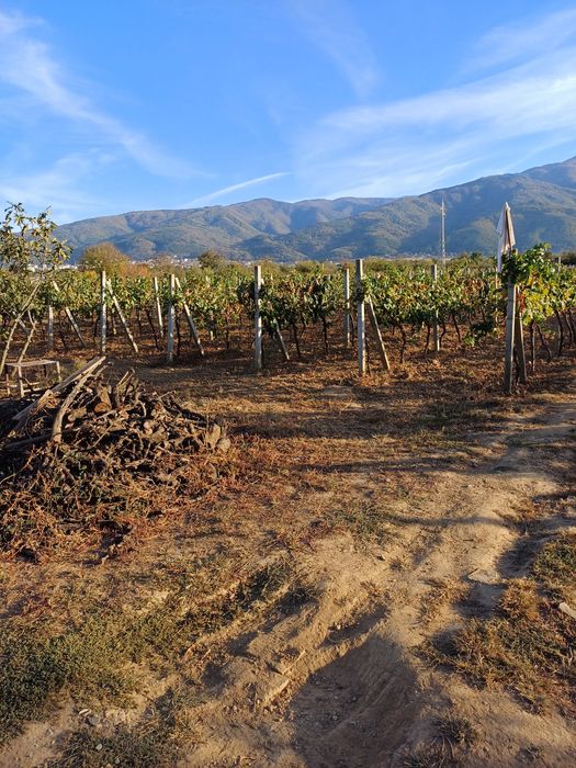 Продава се Земеделски имот в Петрич -  кв.м за 3498 €/дка - Снимка #1