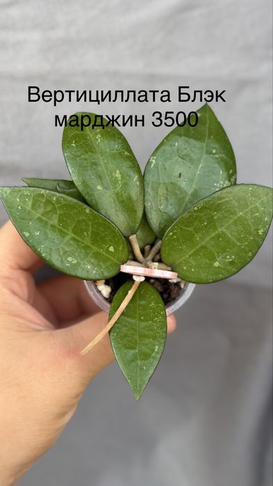 Комнатные растения