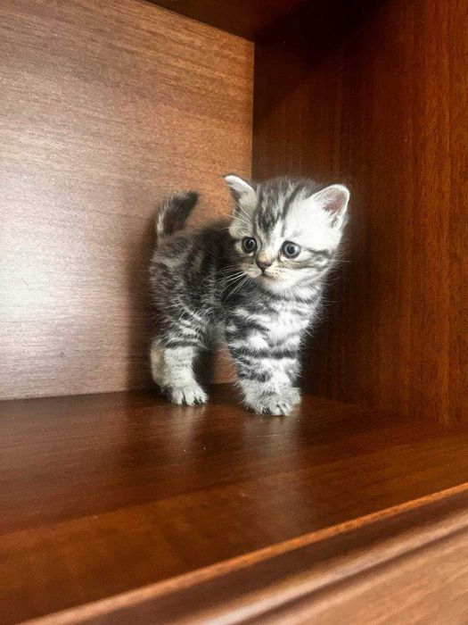 Шотландские котята