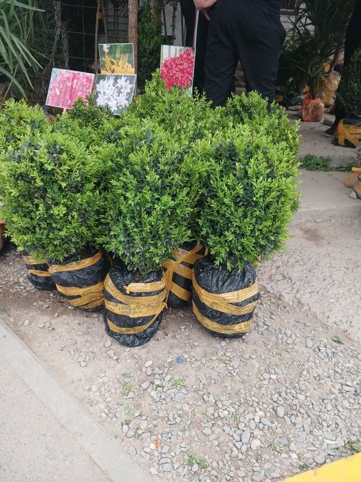 Самшить на продажу