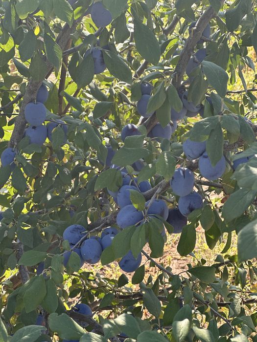 Срочно продам  дом