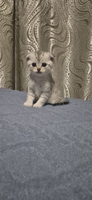 Продам шотландских котят