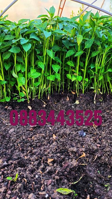 Ранни домати разсад