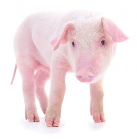 Продаются поросята.