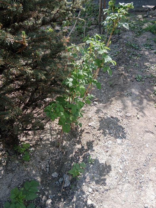 Продам разные саженцы