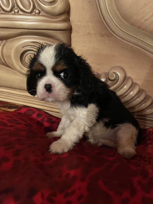 Кавалер кинг чарльз спаниель