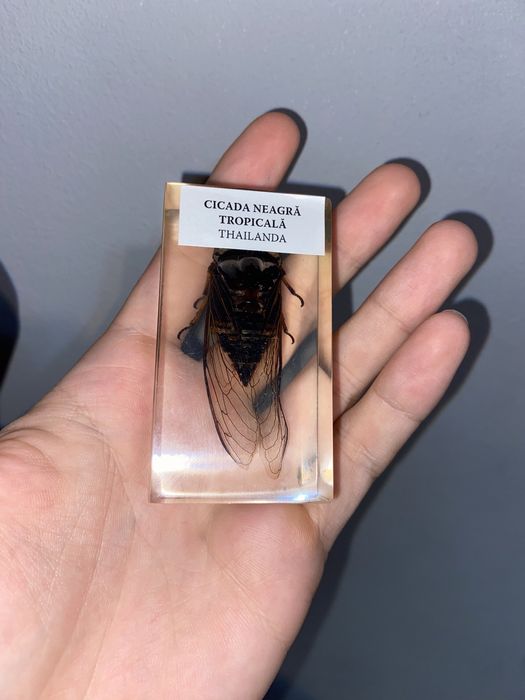 Colectie de insecte