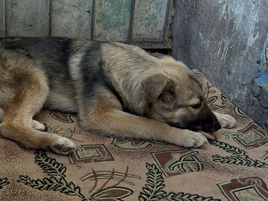 Девочка ищет дом