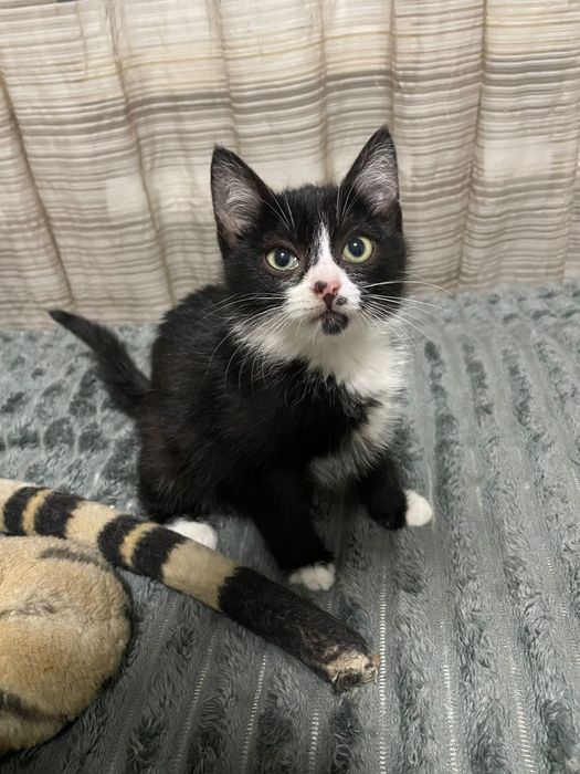 Отдам котят в хорошие руки,.