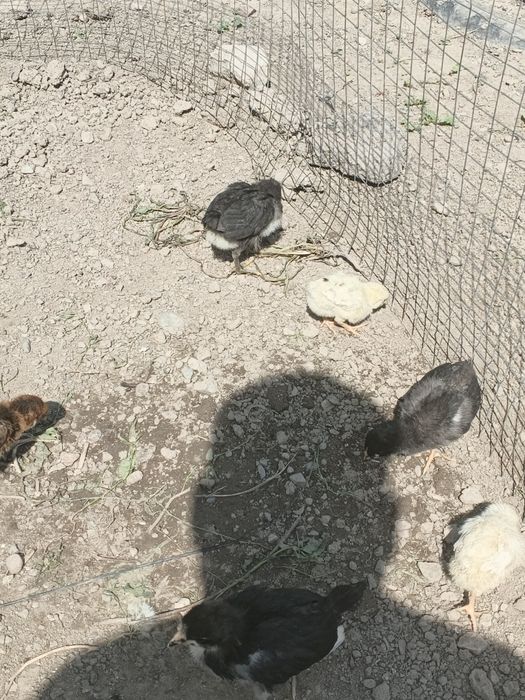 Продам цыплят австерлоп