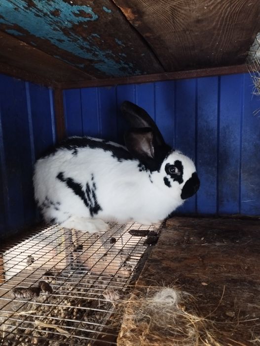 Продам кроликов.